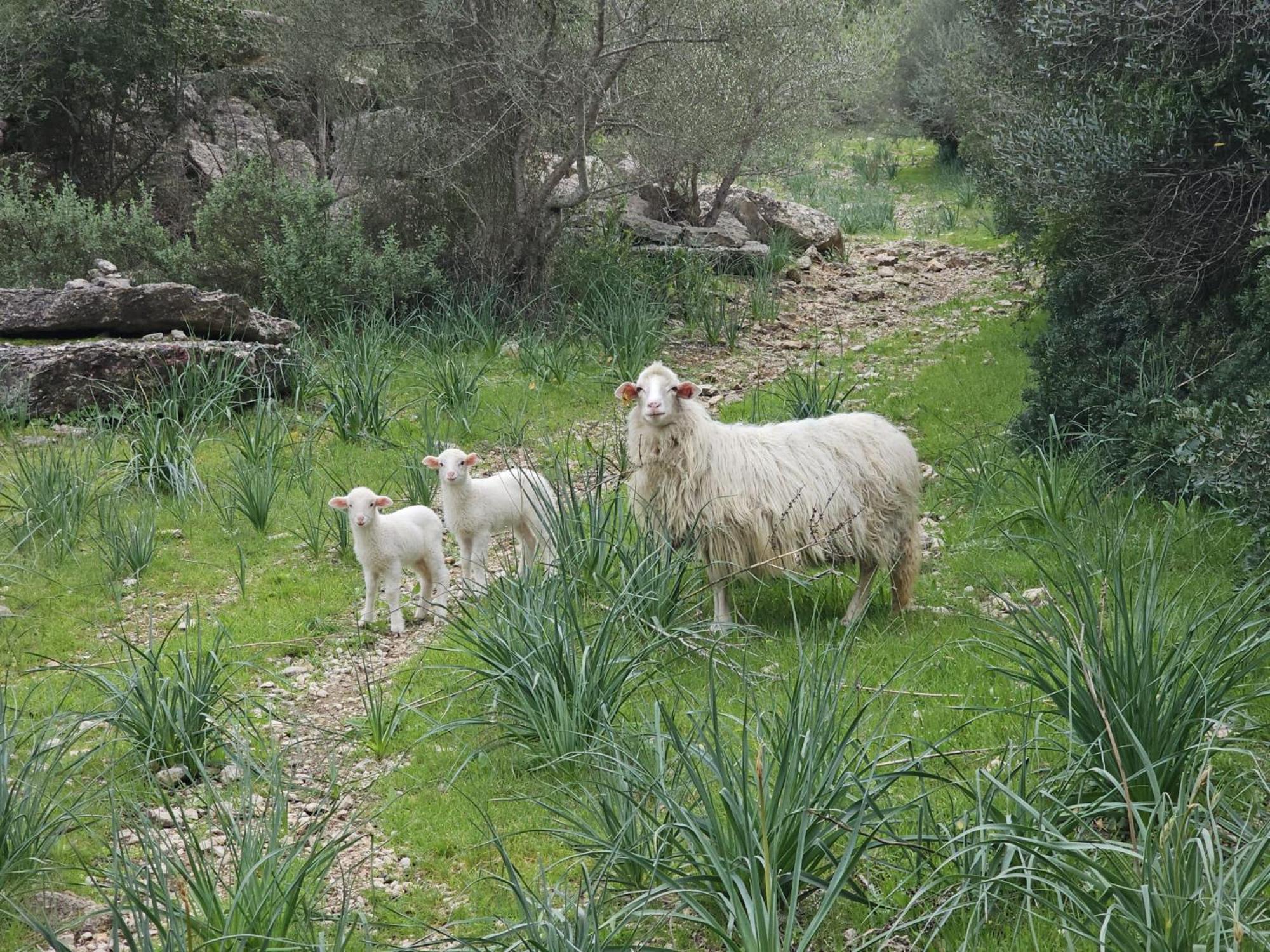 אלרו Agroturismo Finca Can Sec מראה חיצוני תמונה